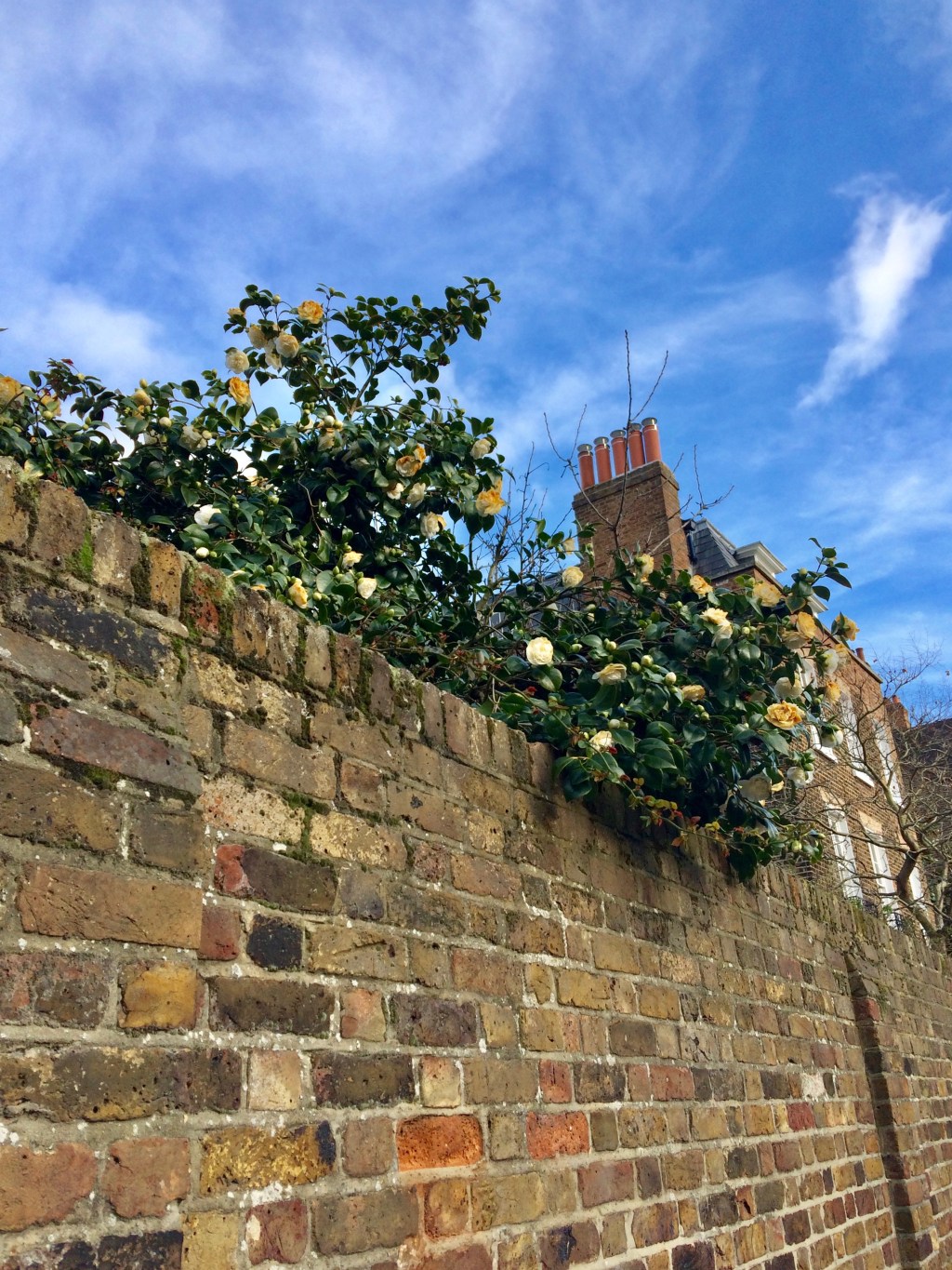 Chelsea’s Oldest Garden is Home to London’s Most Secret&nbsp;Remedies