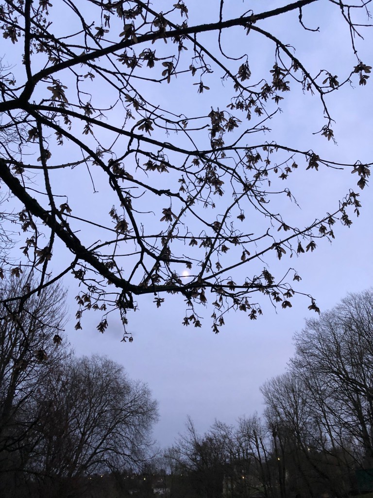 The winter moon through bare branches