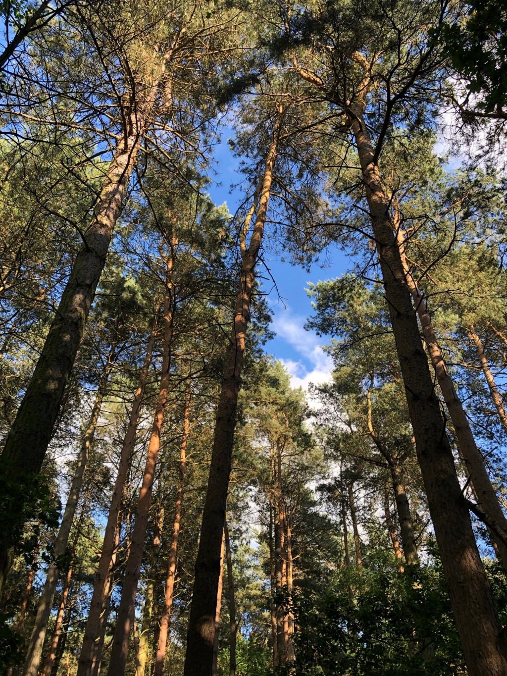 May You Breathe Deep Among The&nbsp;Pines…